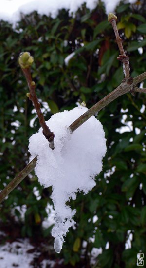 Snow on an hydrangea bud - Neige sur un bouton d’hortensia