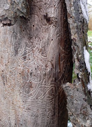 Worm tracks - Chemins de vers