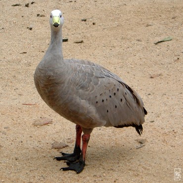 Cape Barren geese - Oies de Cape Barren