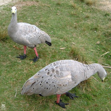 Cape Barren geese - Oies de Cape Barren