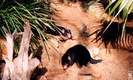 Tasmanian Devil - Diable de Tasmanie