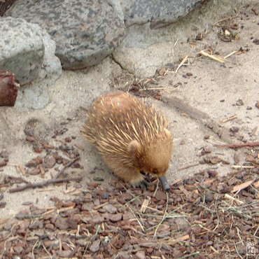 Echidna - Échidné