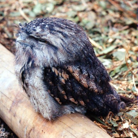 Tawny Frogmouth