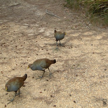 Native hens - Poules indigènes