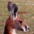 Kangourou curieux