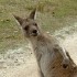 Kangaroo