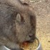 Wombat