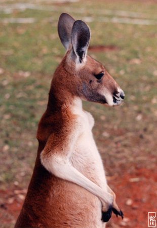 Kangaroo - Kangourou