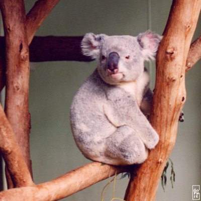 Koala