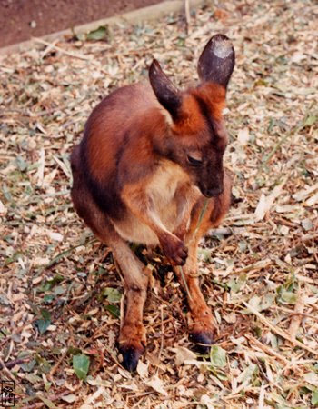 Wallaby