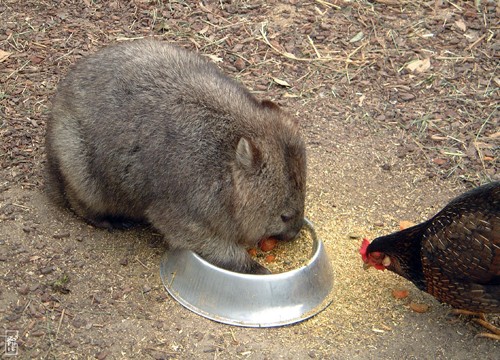 Wombat