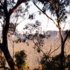 Gum trees (eucalypts)