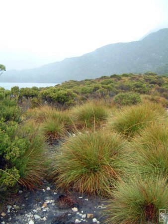 Spinifex