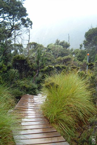 Wooden path - Chemin de bois