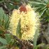 Banksia