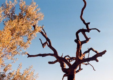 Dead tree - Arbre mort