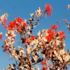 Fleurs rouges