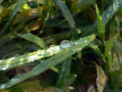 Rosée sur l’herbe—2048×768 Rosée sur l’herbe—2048×768